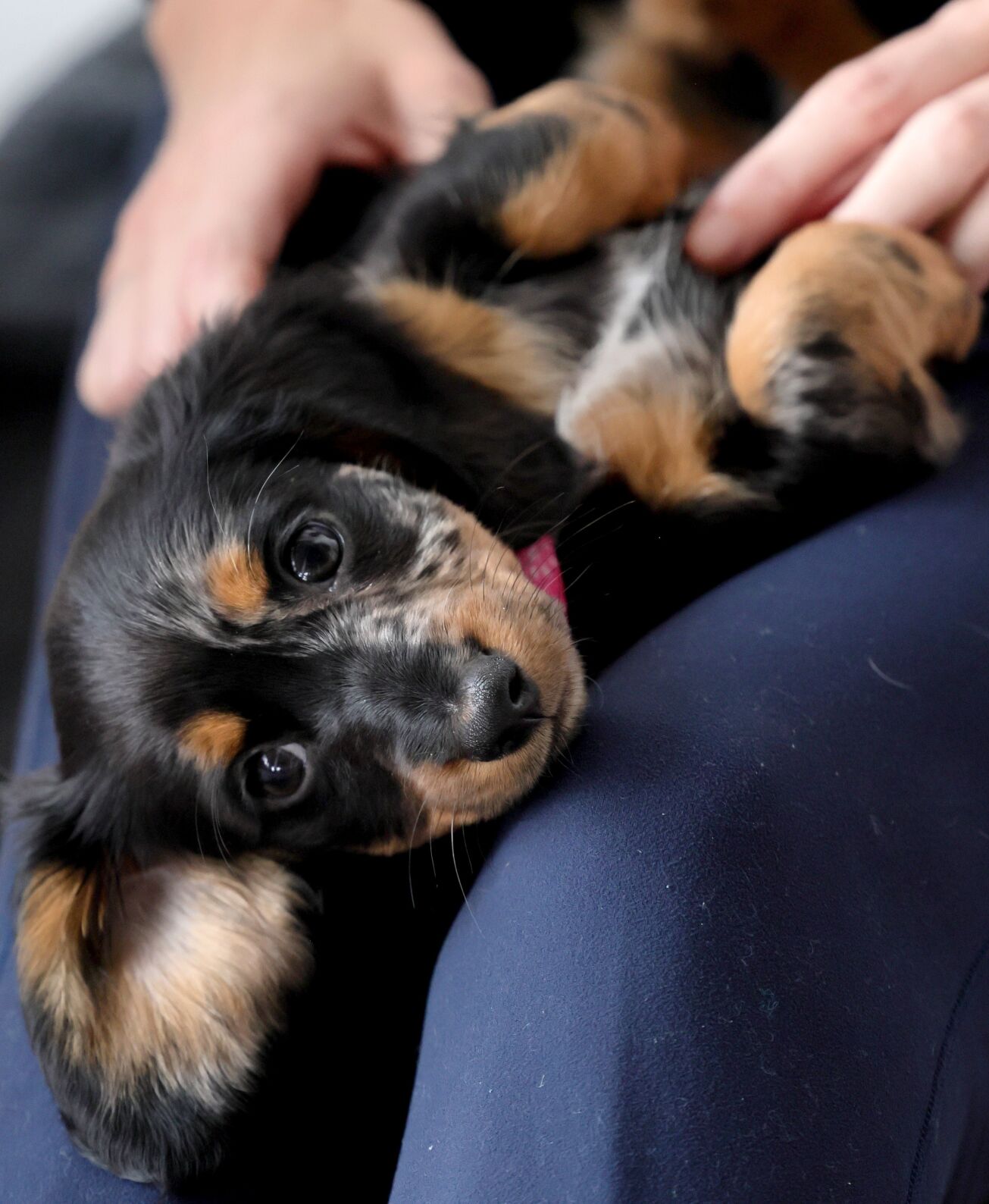 Puppy yoga in 果酱视频